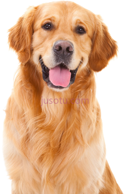 金毛猎犬,golden retriever dog breeds PNG