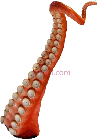 章鱼,sarlacc tentacle medium PNG