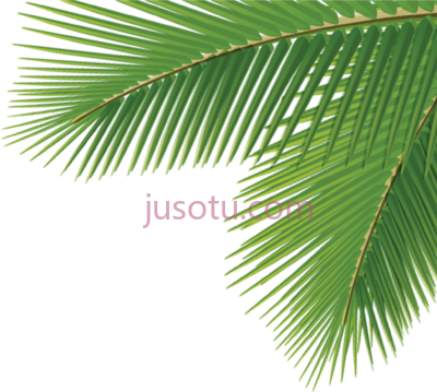 槟榔科阔叶树,arecaceae leaf tree dasylirion wheeleri PNG