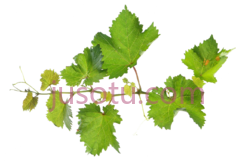 葡萄藤, PNG