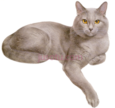 灰猫,pretty cats gray orange tabby 2 dog PNG