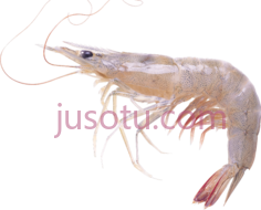 磷虾PNG