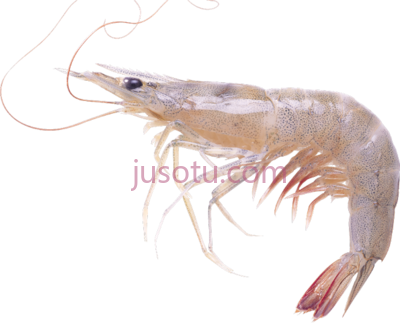 磷虾,krill PNG