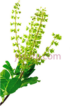 绿草, PNG