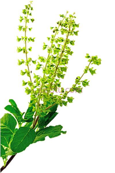绿草,tulsi goayur neem re firm cream bust firming PNG
