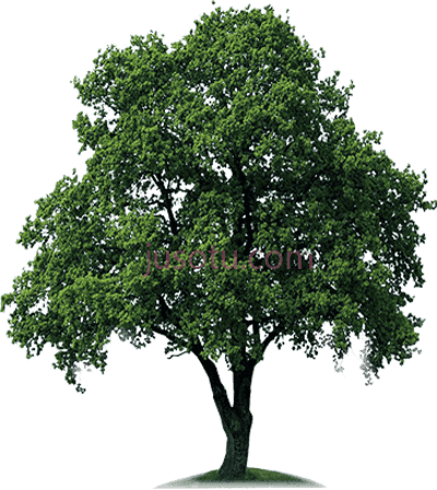 绿树,tree PNG