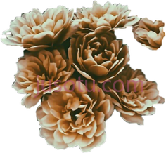 褐色花朵PNG