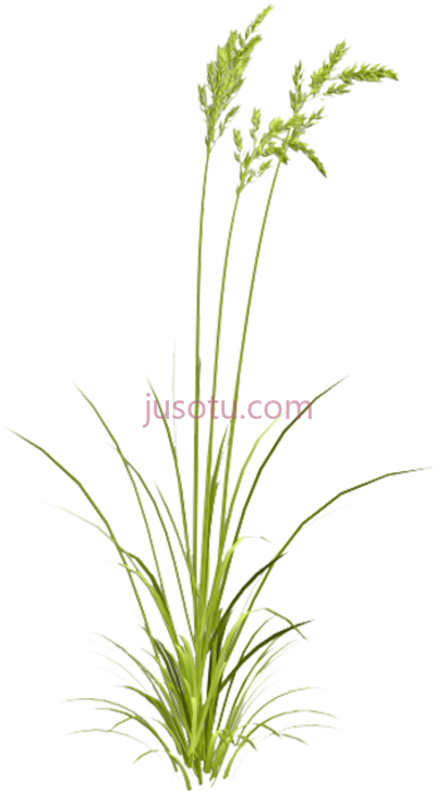 香草,grasses watercolor painting PNG
