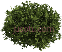 绿灌木,灌木丛 PNG