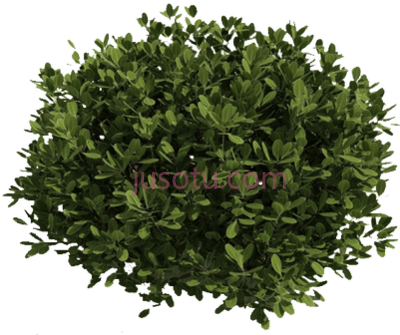 绿灌木,green bush PNG
