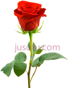 爱情礼物玫瑰PNG