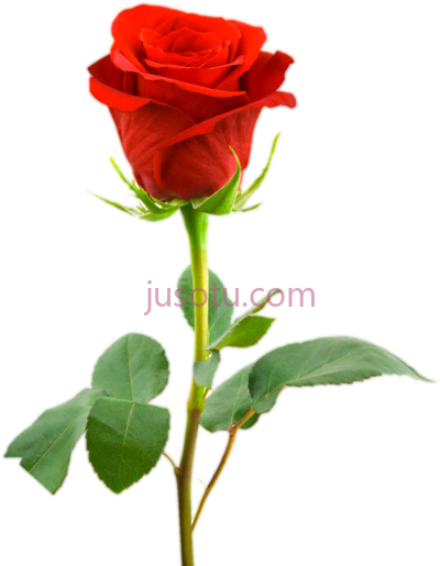 爱情礼物玫瑰,three rose PNG