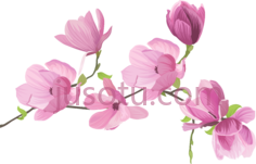 春花, PNG