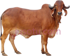 黄牛PNG
