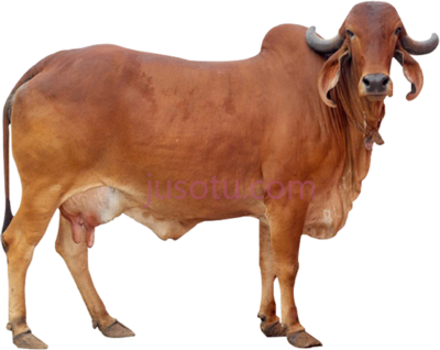 黄牛,distinctive features gir cow PNG