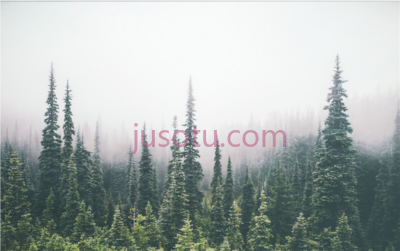 林木,trees forest treetops overlay PNG