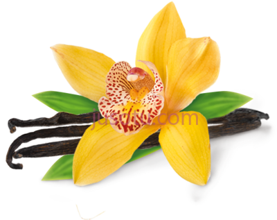 香草豆兰花,vanilla bean orchid flower PNG