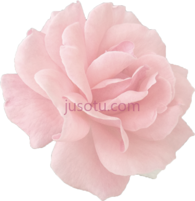 玫瑰,gold tumblr roses PNG