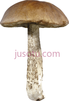 蘑菇PNG
