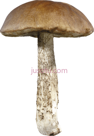 蘑菇,mushroom PNG