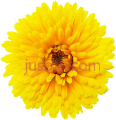 一朵花PNG