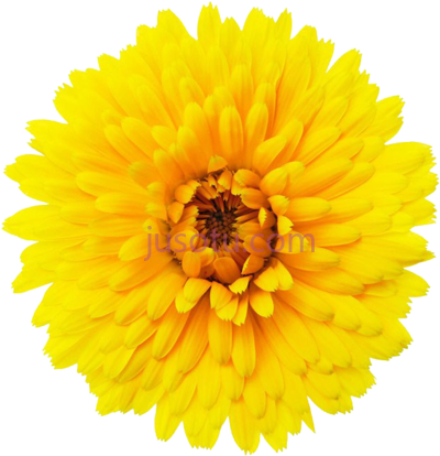 一朵花,single flower PNG