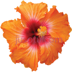 橙芙蓉花PNG