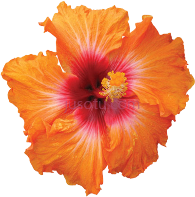 橙芙蓉花,orange hibiscus flower PNG