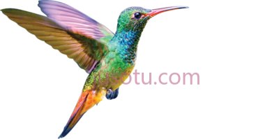 蜂鸟,colibri ruby throated hummingbird PNG