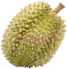 榴莲PNG
