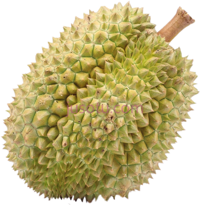 榴莲,durian PNG