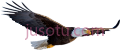 飞鹰PNG