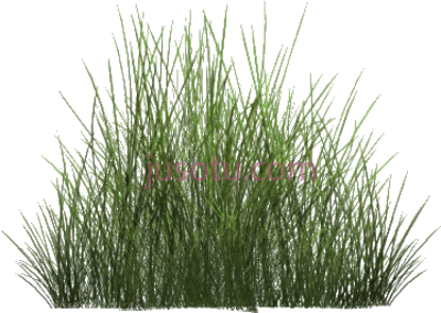 沙漠草,desert grass PNG