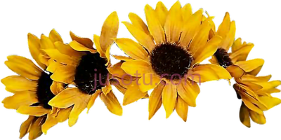 向日葵花冠,sunflower flowercrown coronadeflores flowers floresfall PNG