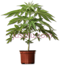 大麻植物PNG