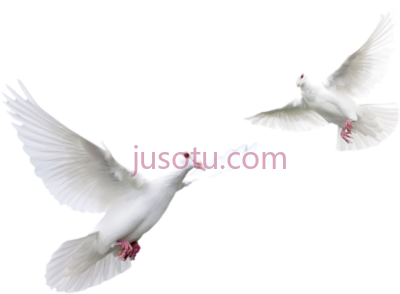 鸽子,doves flying black PNG