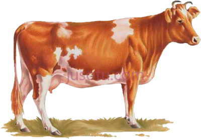 印度牛,indian cow PNG