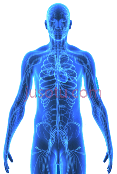 人体循环系统蓝色, PNG