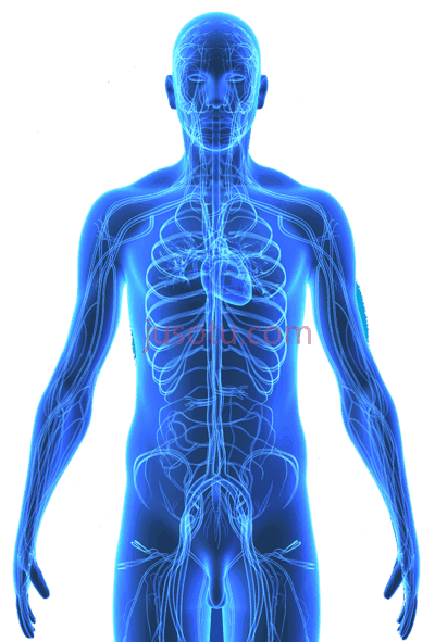 人体循环系统蓝色,human body royalty cuerpo humano el sistema circulatorio azul PNG