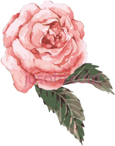 玫瑰水彩,粉红花 PNG