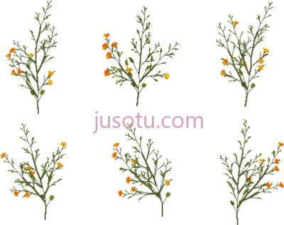 橙黄色花,orange yellow flowers 6pk PNG