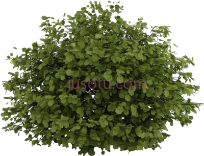 小树,natural small tree PNG