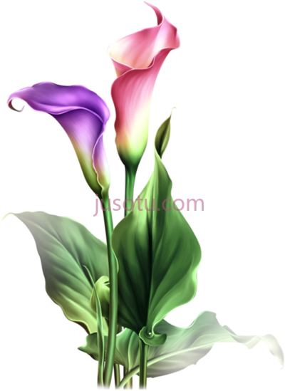 水彩花卉,watercolor flowers art botanical PNG