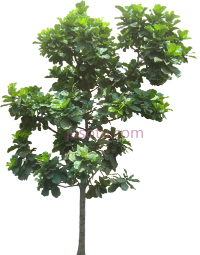 树,tree cut out cambodian plants PNG