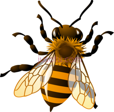 蜜蜂,bee PNG