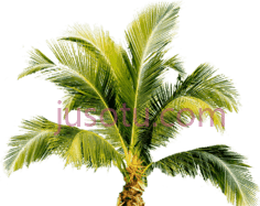 热带棕榈树PNG
