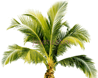 热带棕榈树,tropical palm tree PNG