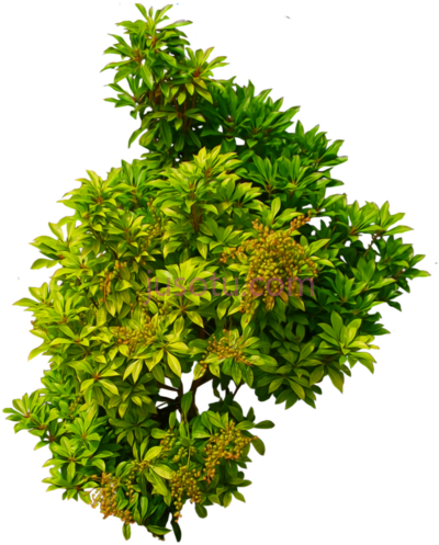 灌木,shrub PNG