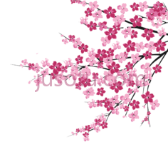 樱花树枝PNG