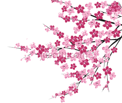 樱花树枝,cherry blossom tree branch PNG